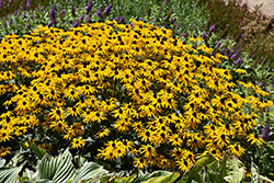 Goldblitz Coneflower (Rudbeckia fulgida 'Goldblitz') at Debbie's Greenhouse & Garden Centre