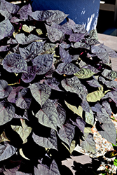 Spotlight Black Heart Sweet Potato Vine (Ipomoea batatas 'Balspotbart') at Debbie's Greenhouse & Garden Centre