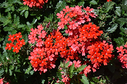 Lascar Orange Lava Verbena (Verbena 'KLEVP22039') at Debbie's Greenhouse & Garden Centre