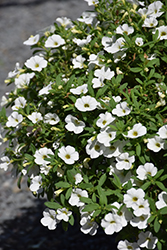 Cabaret Bright White Calibrachoa (Calibrachoa 'Balcabriw') at Debbie's Greenhouse & Garden Centre