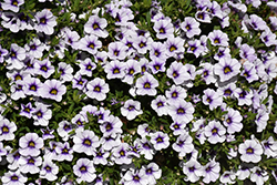 MiniFamous Neo Violet Ice Calibrachoa (Calibrachoa 'KLECA18504') at Debbie's Greenhouse & Garden Centre