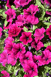 CannonBall Burgundy Petunia (Petunia 'Balcannurg') at Debbie's Greenhouse & Garden Centre