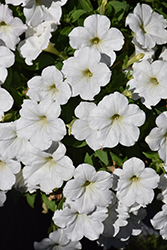 CannonBall White Petunia (Petunia 'Balcannite') at Debbie's Greenhouse & Garden Centre