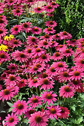 Sombrero Tres Amigos Coneflower (Echinacea 'Balsomtresgo') at Debbie's Greenhouse & Garden Centre