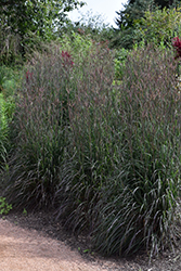 Holy Smoke Bluestem (Andropogon gerardii 'Holy Smoke') at Debbie's Greenhouse & Garden Centre