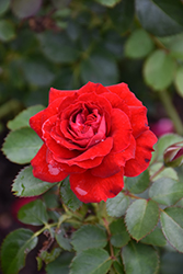 Canadian Shield Rose (Rosa 'CCA576') at Debbie's Greenhouse & Garden Centre