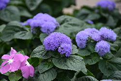 High Tide Blue Flossflower (Ageratum 'PAS347557') at Debbie's Greenhouse & Garden Centre