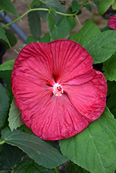 Luna Red Hibiscus (Hibiscus moscheutos 'Luna Red') at Debbie's Greenhouse & Garden Centre