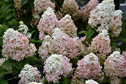 Quick Fire Fab Hydrangea (Hydrangea paniculata 'SMNHPM') at Debbie's Greenhouse & Garden Centre