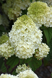 Little Hottie Hydrangea (Hydrangea paniculata 'BAILPANONE') at Debbie's Greenhouse & Garden Centre