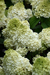 Little Hottie Hydrangea (Hydrangea paniculata 'BAILPANONE') at Debbie's Greenhouse & Garden Centre