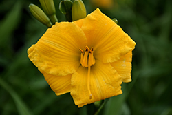 Bakabana Daylily (Hemerocallis 'Bakabana') at Debbie's Greenhouse & Garden Centre