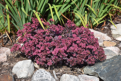 Dream Dazzler Stonecrop (Sedum 'Dream Dazzler') at Debbie's Greenhouse & Garden Centre