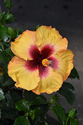 Hollywood Rico Suave Hibiscus (Hibiscus rosa-sinensis 'Rico Suave') at Debbie's Greenhouse & Garden Centre
