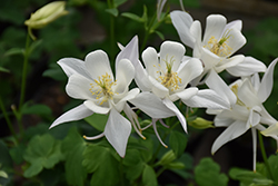 Earlybird White Columbine (Aquilegia 'PAS1258490') at Debbie's Greenhouse & Garden Centre