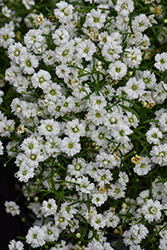 Gypsy White Baby's Breath (Gypsophila muralis 'Gypsy White') at Debbie's Greenhouse & Garden Centre