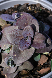 Mojave Jewels Sapphire Stonecrop (Sedum 'Sapphire') at Debbie's Greenhouse & Garden Centre