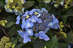 Pop Star Hydrangea (Hydrangea macrophylla 'BAILMACSIX') at Debbie's Greenhouse & Garden Centre