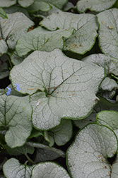 Alexandria Bugloss (Brunnera macrophylla 'Alexandria') at Debbie's Greenhouse & Garden Centre