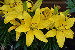 Lily Looks Tiny Ranger Lily (Lilium 'Tiny Ranger') at Debbie's Greenhouse & Garden Centre