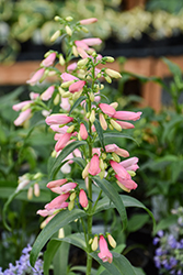 Pristine Lipstick Beardtongue (Penstemon barbatus 'Pristine Lipstick') at Debbie's Greenhouse & Garden Centre