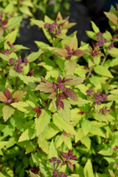 Poprocks Rainbow Fizz Spirea (Spiraea japonica 'Matgold') at Debbie's Greenhouse & Garden Centre
