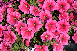CannonBall Pink Petunia (Petunia 'Balcannink') at Debbie's Greenhouse & Garden Centre