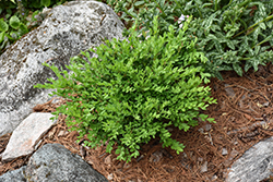 Calgary Boxwood (Buxus 'Calgary') at Debbie's Greenhouse & Garden Centre