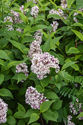 Baby Kim Lilac (Syringa 'SMNSDTP') at Debbie's Greenhouse & Garden Centre