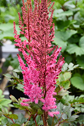 Mighty Chocolate Cherry Chinese Astilbe (Astilbe chinensis 'Mighty Chocolate Cherry') at Debbie's Greenhouse & Garden Centre