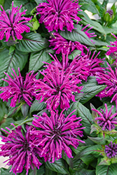Rockin' Raspberry Beebalm (Monarda 'Rockin' Raspberry') at Debbie's Greenhouse & Garden Centre