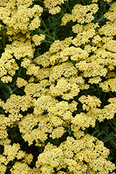 Milly Rock Yellow Yarrow (Achillea millefolium 'FLORACHYEo') at Debbie's Greenhouse & Garden Centre