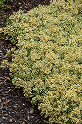 What A Doozie Stonecrop (Sedum spurium 'Spiraling Doozie') at Debbie's Greenhouse & Garden Centre