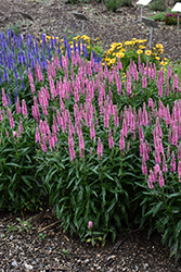 Skyward Pink Long-leaf Speedwell (Veronica longifolia 'Balskywink') at Debbie's Greenhouse & Garden Centre