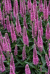 Skyward Pink Long-leaf Speedwell (Veronica longifolia 'Balskywink') at Debbie's Greenhouse & Garden Centre