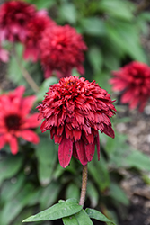 Double Scoop Strawberry Deluxe Coneflower (Echinacea 'Balscawbux') at Debbie's Greenhouse & Garden Centre