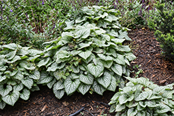 Alexandria Bugloss (Brunnera macrophylla 'Alexandria') at Debbie's Greenhouse & Garden Centre