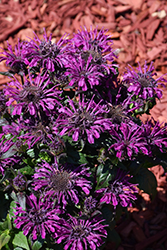 Rockin' Raspberry Beebalm (Monarda 'Rockin' Raspberry') at Debbie's Greenhouse & Garden Centre