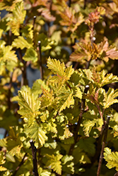 Savannah Sunset Ninebark (Physocarpus opulifolius 'LP1') at Debbie's Greenhouse & Garden Centre