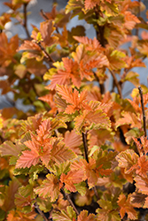 Savannah Sunset Ninebark (Physocarpus opulifolius 'LP1') at Debbie's Greenhouse & Garden Centre