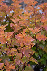 Savannah Sunset Ninebark (Physocarpus opulifolius 'LP1') at Debbie's Greenhouse & Garden Centre