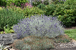 Sensational! Lavender (Lavandula x intermedia 'Sensational') at Debbie's Greenhouse & Garden Centre