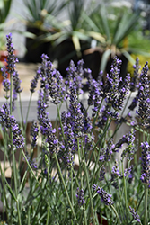 Sensational! Lavender (Lavandula x intermedia 'Sensational') at Debbie's Greenhouse & Garden Centre