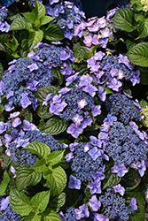 Pop Star Hydrangea (Hydrangea macrophylla 'BAILMACSIX') at Debbie's Greenhouse & Garden Centre