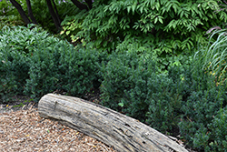Morden Upright  Japanese Yew (Taxus cuspidata 'Morden Upright') at Debbie's Greenhouse & Garden Centre